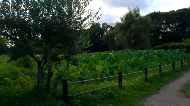 Walking around the lotus lake in Ibaraki #4k #lotus #ibaraki #japan | Explore Japan смотреть онлайн