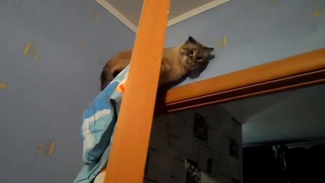 Кот и дверь смотреть онлайн