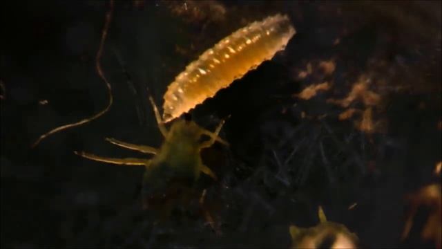 Галлица-афидимиза смотреть онлайн