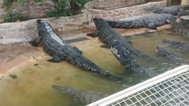 Крокодиловая ферма_остров Джерба_ Тунис смотреть онлайн