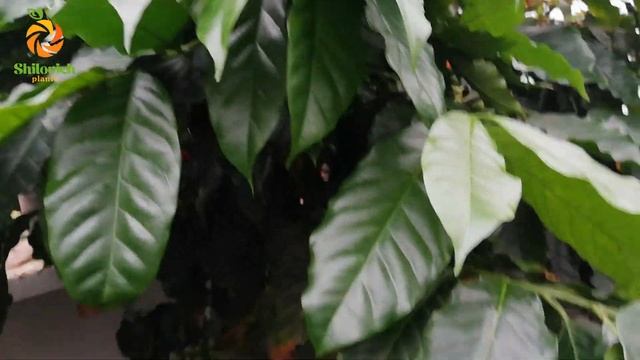 Начало созревания кофе "Арабика". Coffea arabica. смотреть онлайн