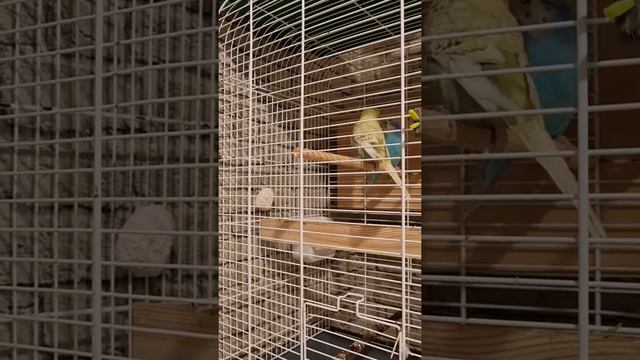 спаривание волнистых попугаев в домашних условиях