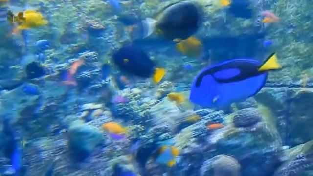 Путешествие в Атлантиду! Часть вторая! hotel Atlantis The Palm Dubai! смотреть онлайн