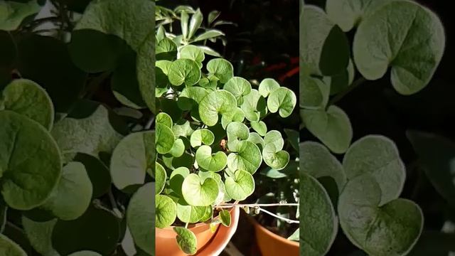 #дихондра #Изумрудный водопад#растения смотреть онлайн