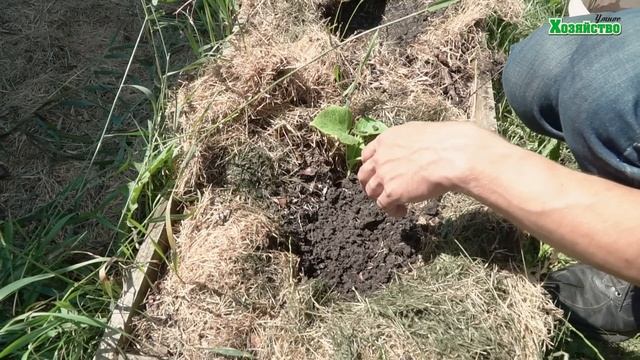 Вторая посадка огурцов. Сажаем огурцы в июле. смотреть онлайн