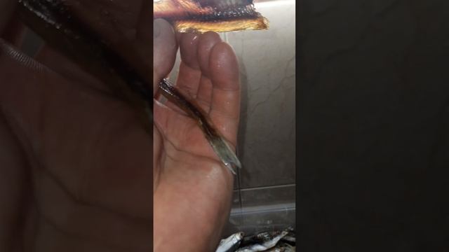 рыбные семечки уклейка вяленая смотреть онлайн