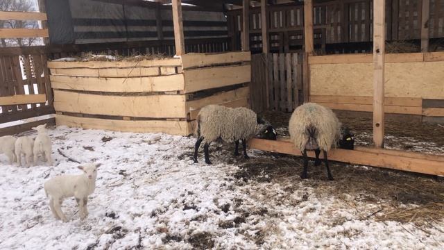 Окот Романовских овец, подготовка и первые дни смотреть онлайн