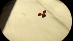 Божья коровка и осы