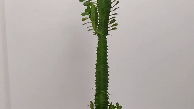 Молочай трехгранный. Обзор молочай, который достиг в высоту более ста сантиметров. Роскошный молоча смотреть онлайн