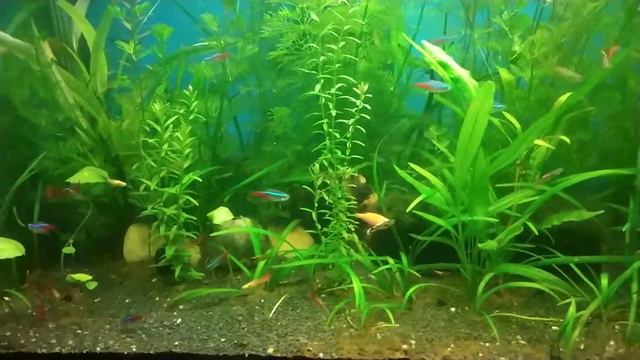 Aaron M Fernandes смотреть онлайн