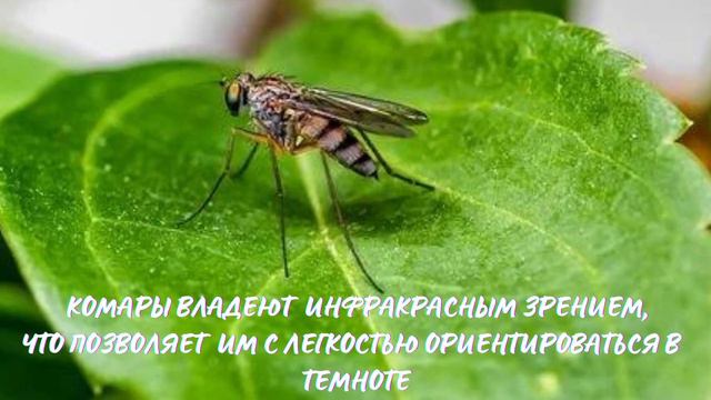 Мир диких животных и их друзьям