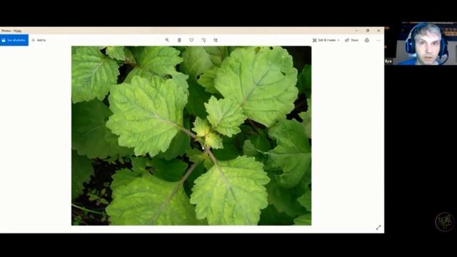 Эфирное масло Пачули - свойства и применение смотреть онлайн
