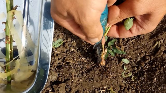 Окулировка роз. Прививка почки розы на шиповник. смотреть онлайн