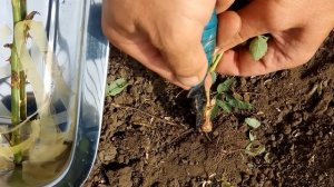 Окулировка роз. Прививка почки розы на шиповник.