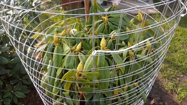 Укройте рододендроны на зиму и они отблагодарят вас пышным цветением . Rododendron . смотреть онлайн