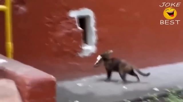 Лучшие кошачие фейлы месяца! Смешные падения, недоразумения и просто очень странные кошки! смотреть онлайн