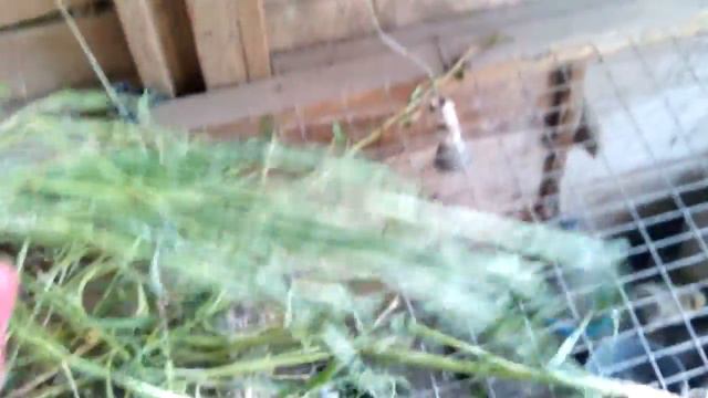 Обзор как едят цыплята зелень в прищепке Селезнёва смотреть онлайн