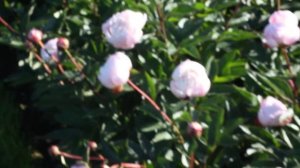 Nick Shaylor | R2 Flowers BV | Peonies