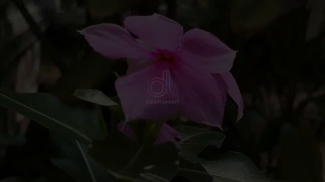 Istighfar Merdu Dahsyat Menarik Rezeki | Sholawat Ampunan | Taubatan Nasuha #sholawat