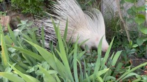 Дикобраз - дикий образ