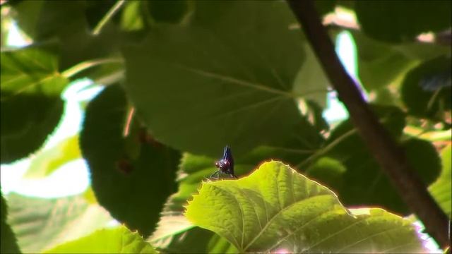 canon legria hf r506 resolution and zoom test n°2 смотреть онлайн