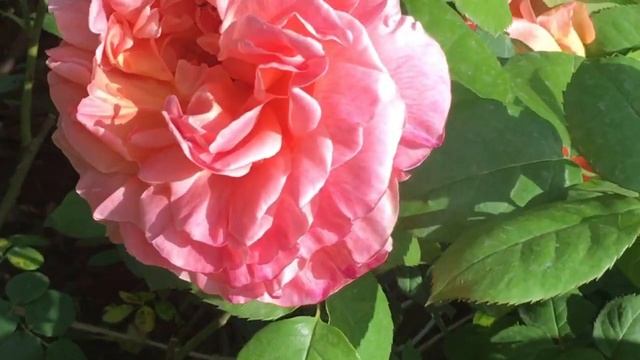 Роза Papi Delbard. Май 2023г. смотреть онлайн