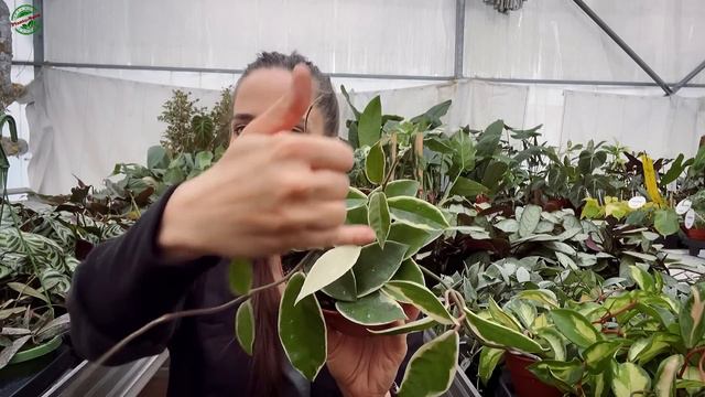 Ósma Edycja DOSTAWY Jak MARZENIE!!🤲🏽 Czyli Spełniamy Wasze Zielone (i Nie Tylko) życzenia!