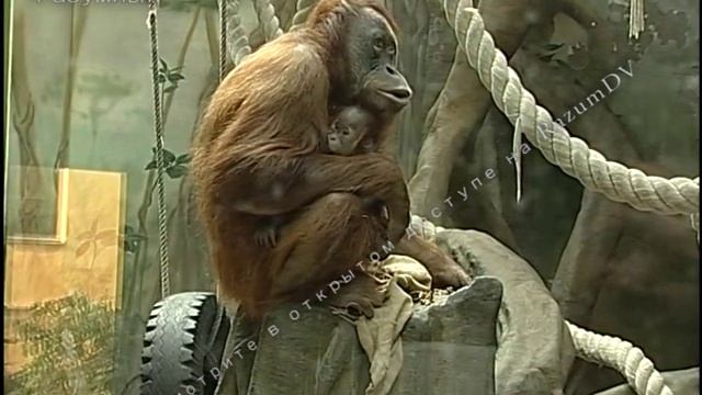 Детям о зоопарке. Острова спасения для исчезающих животных смотреть онлайн