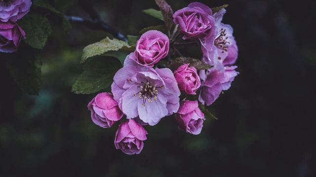 Вечерняя молитва от боли в бедре на русском языке смотреть онлайн