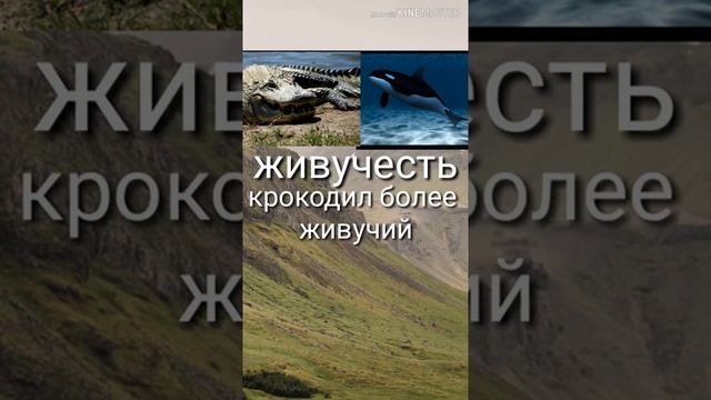 Крокодил против Косатки .КТО СИЛЬНЕЕ? смотреть онлайн