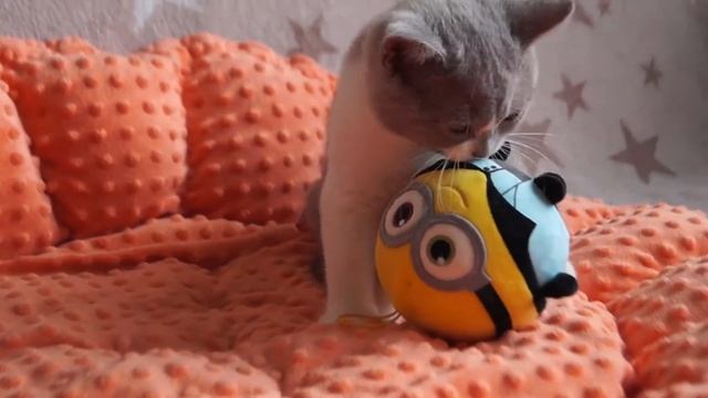 Британский котёнок Норис 3 месяца смотреть онлайн