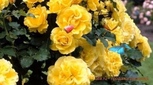 Роза плетистая Дюна (rosa dune) ? плетистая роза Дюна обзор: как сажать, саженцы розы Дюна