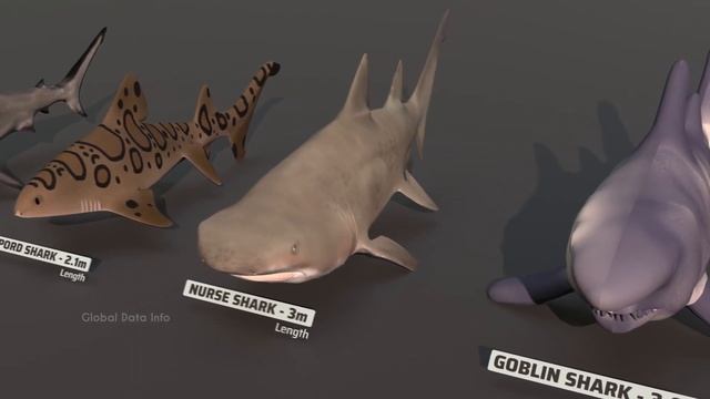 Fish Size Comparison 3D 2022 | Size of Whales смотреть онлайн