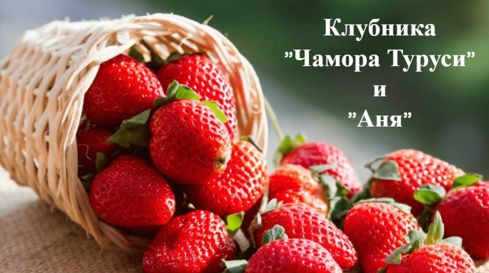 Какая на вкус клубника " Чамора туруси".Какая на вкус клубника "Аня". смотреть онлайн