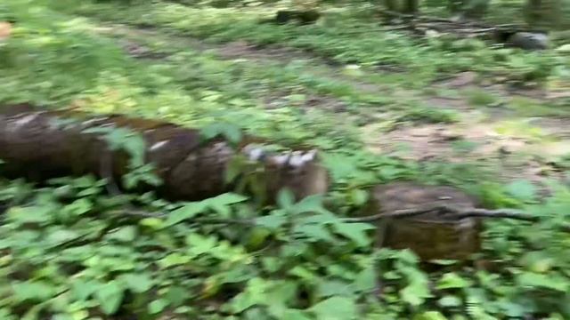 По лесу с GARRETT APEX. смотреть онлайн