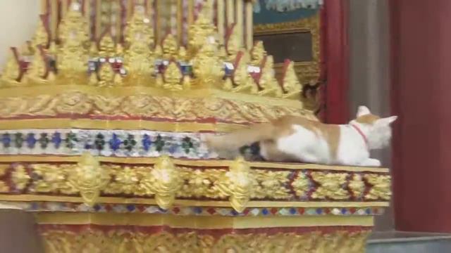 Самуи Крик, кот зовет кошку смотреть онлайн