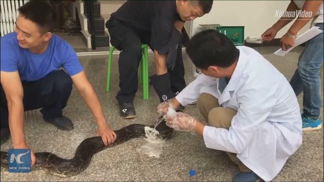 Rescued! 3-meter-long python run over by tractor in China, but is recovering смотреть онлайн