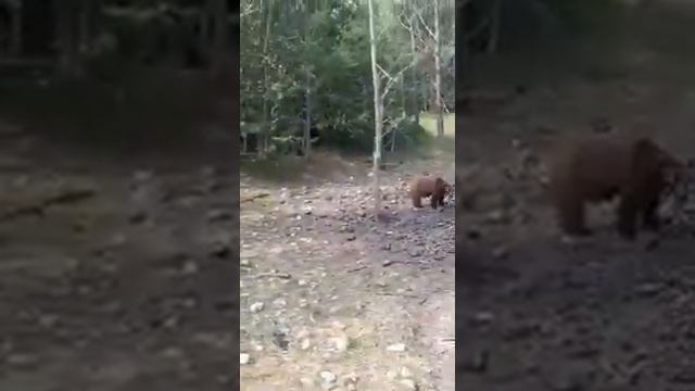 Медведи вышли из леса смотреть онлайн