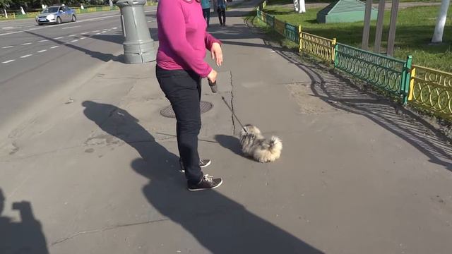 Пекинес Лиза на прогулке смотреть онлайн