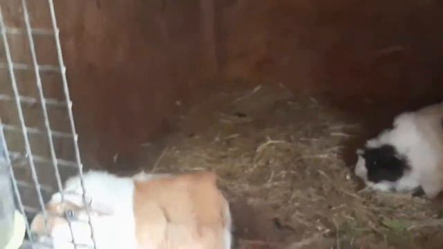 экскурсия оздоровительного лагеря "Волшебная страна" в ГУДО "Центр экологии и туризма" г. Борисов смотреть онлайн