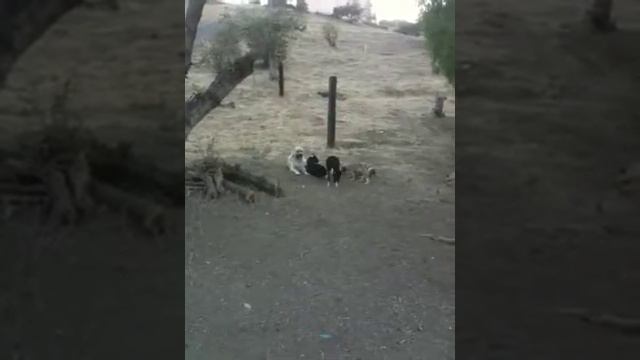 Crazy Sheep vs Gampr Dog, Check 3min:55s on video:) смотреть онлайн
