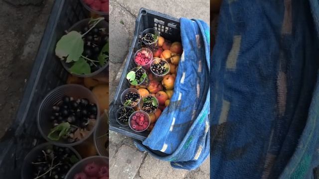 Урожай за 2 дня #дача смотреть онлайн