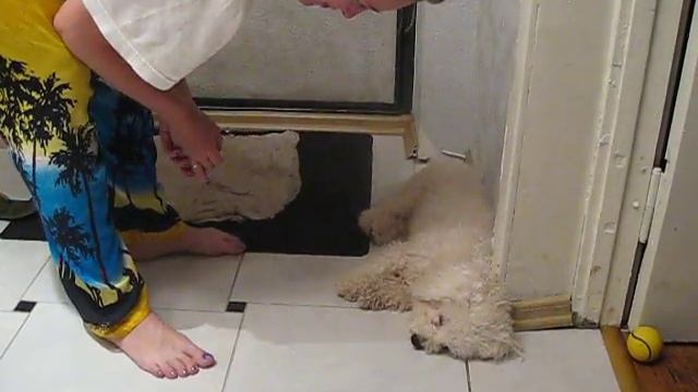 прикол Пит моя любимая собака смотреть онлайн