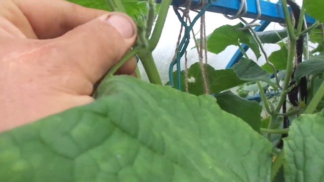 УЙМА ОГУРЦОВ🥒🥒🥒. ПОСЛЕ ПОДКОРМКИ БОРОМ. смотреть онлайн