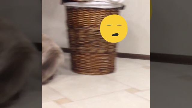 Коты играют. смотреть онлайн