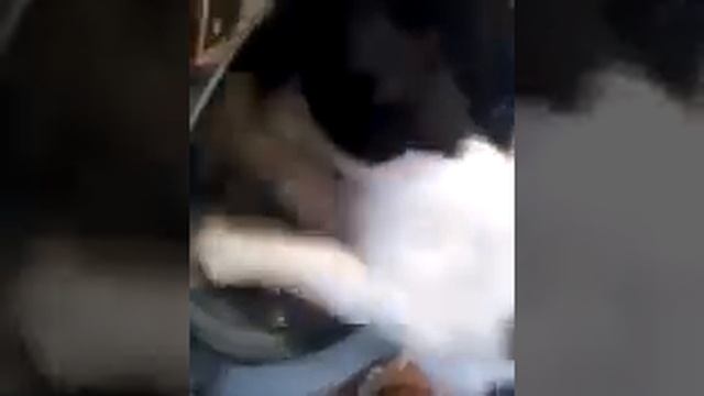 Противостояння мурчика і пральної машини смотреть онлайн