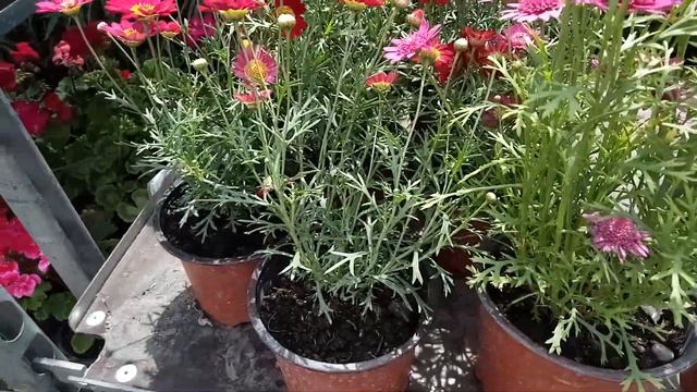 Шикарный завоз уличных цветов и растений , сакура, азалии... СЦ Зелёный город по ул. Яна Фабрициуса смотреть онлайн