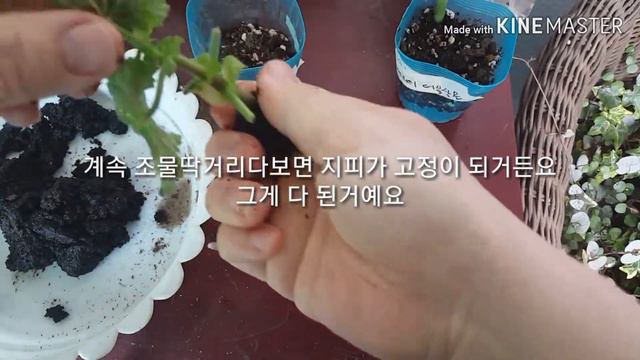 #Geranium #Pelargonium #cuttage #제라늄삽목 #펠라고늄삽목 смотреть онлайн