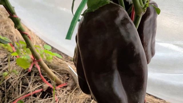 Началось массовое созревания томатов, 15 августа 2023 г. ( Продаю семена томатов ) смотреть онлайн