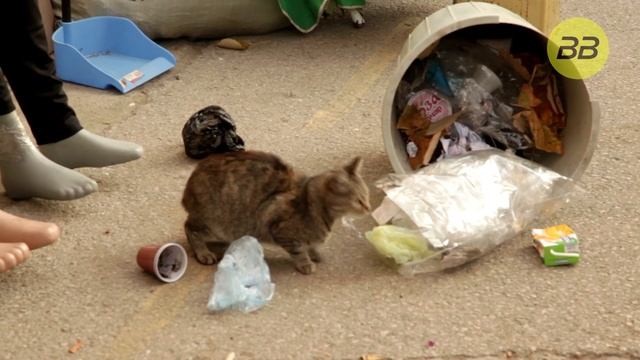 Узнай почему Кошки такие удивительные животные | 0+ смотреть онлайн
